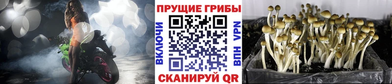купить закладку  Людиново  Псилоцибиновые грибы Psilocybe 